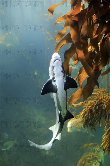 Spotted tidal creek Shark