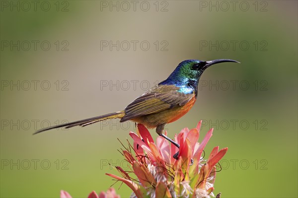 Golden-breasted nectar bird (Anthobaphes violacea)