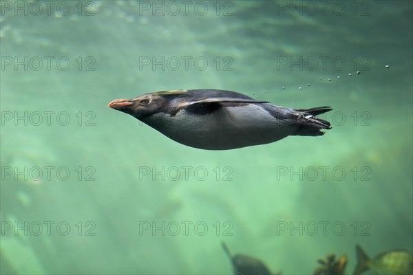 Northern Rockhopper Penguin (Eudyptes chrysocome)