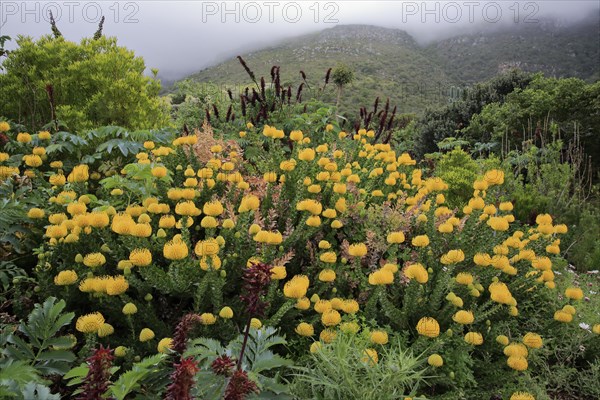 Pincushion protea