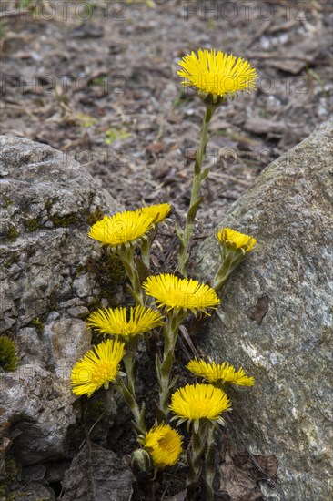 Coltsfoot (Tussilago farfara)