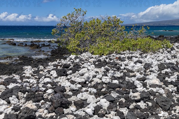 Lava and corals with gnarled trees