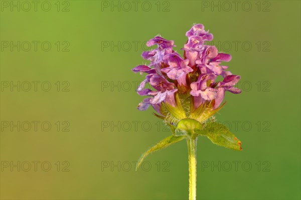 Self-heal (Prunella vulgaris