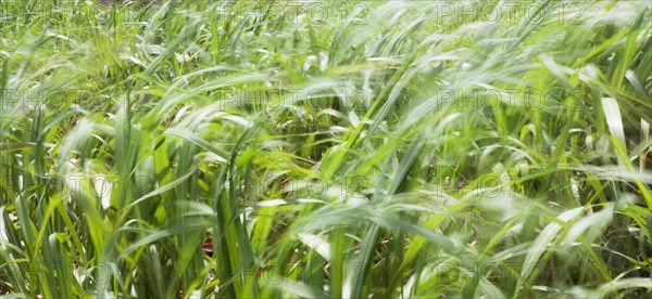 Wind Blows on one year Old Sugarcane Plantations