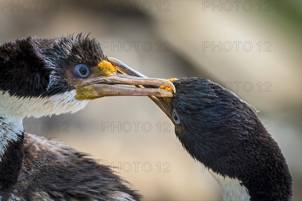 Blue-eyed cormorants (Leucocarbo atriceps or Phalacrocorax atriceps) also Antarctic cormorant