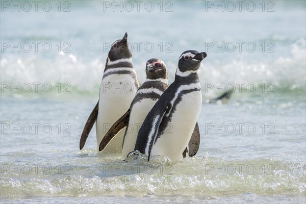 Magellanic penguins (Spheniscus magellanicus) in the surf on the beach