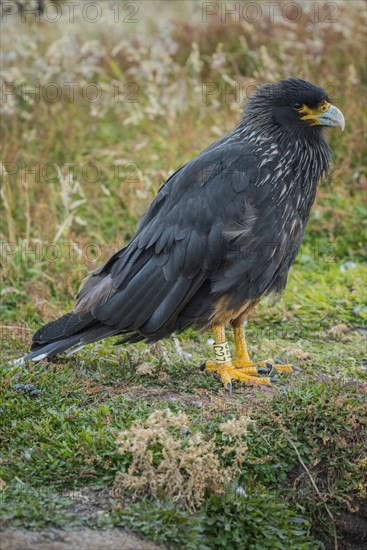 Striated Caracara (Phalcoboenus australis)