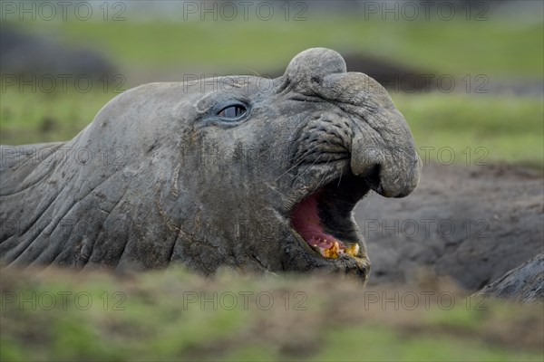 Southern elephant seal (Mirounga leonina)