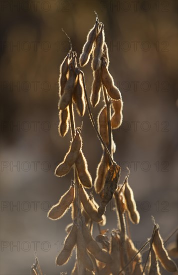 Mature Soybean ready to Harvest near Luis Eduardo Magalhaes