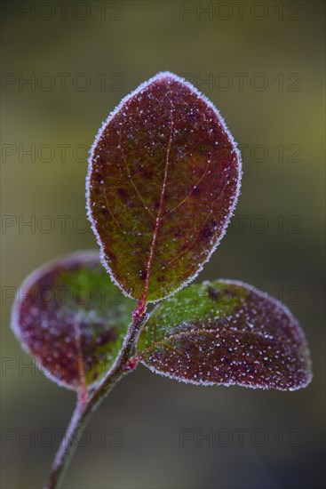 Autumnally colored leaf of blueberry (Vaccinium myrtillus) with ice crystals