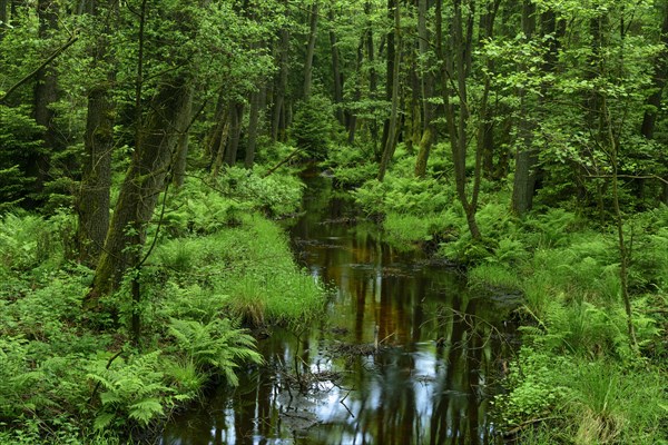 Auwald and Erlenbruch at the river Oertze
