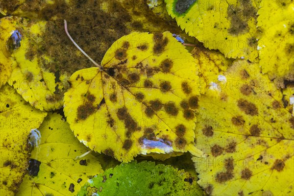 Colored leaf of a (Tilia) in autumn