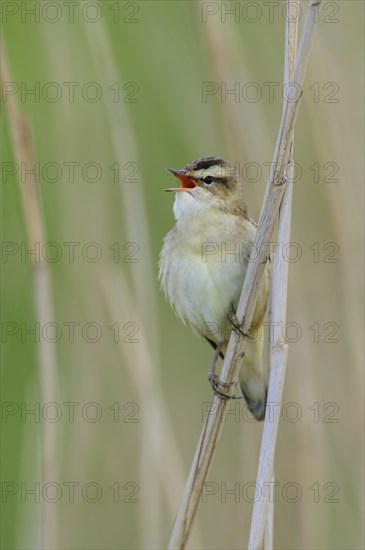 Sedge warbler (Acrocephalus schoenobaenus) on the Ansitzwarte at the reeds in the Ochsenmoor