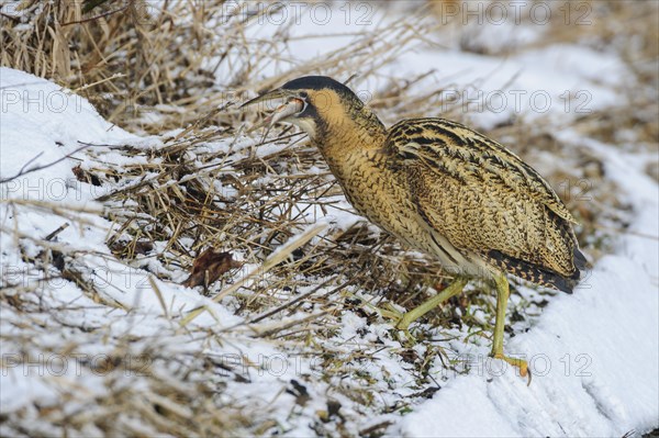 Eurasian bittern (Botaurus stellaris) in winter when searching for food