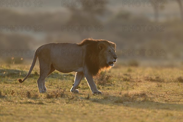 Lion (Panthera leo) at sunrise in the grass savannah