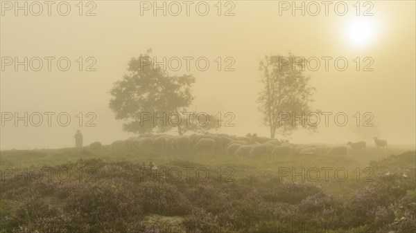 Shepherd with a flock of sheep in the heath at the Thuelsfeld dam at sunrise in the fog