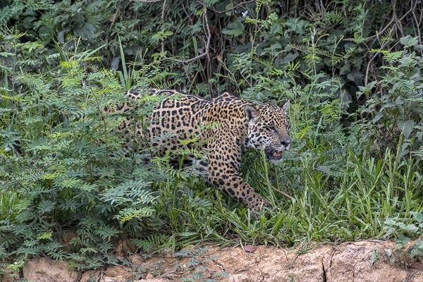 Jaguar (Panthera Onca)