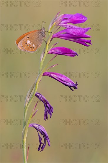 Chestnut Heath (Coenonympha glycerion ) to Sumpfgladiole