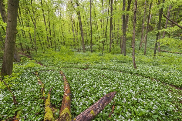 Beech forest with flowering Ramsons (Allium ursinum)