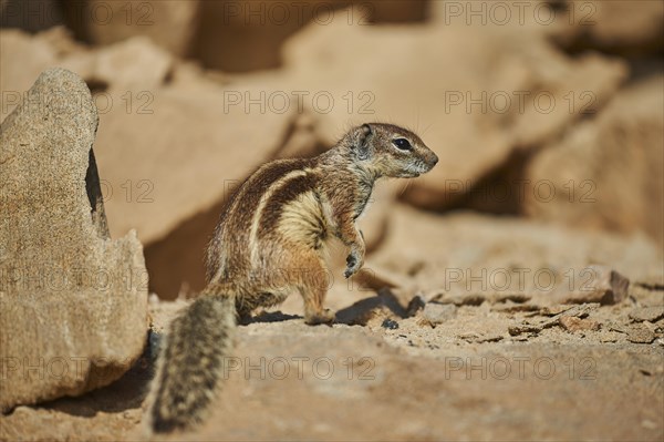 Barbary ground squirrel (Atlantoxerus getulus )