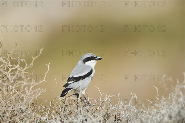 Great grey shrike (Lanius excubitor) sitting on dry bushes