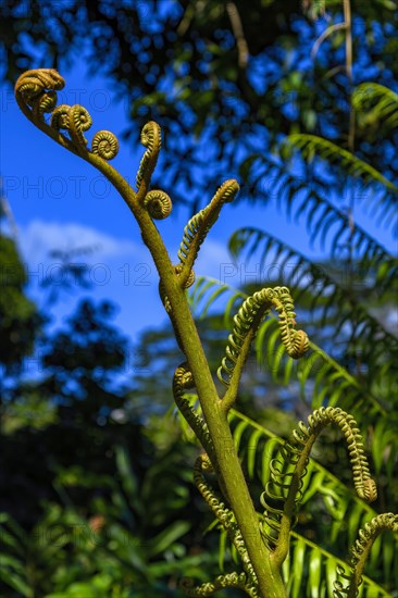 Tree fern