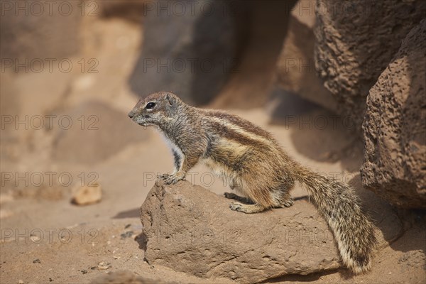 Barbary ground squirrel (Atlantoxerus getulus ) on rocks