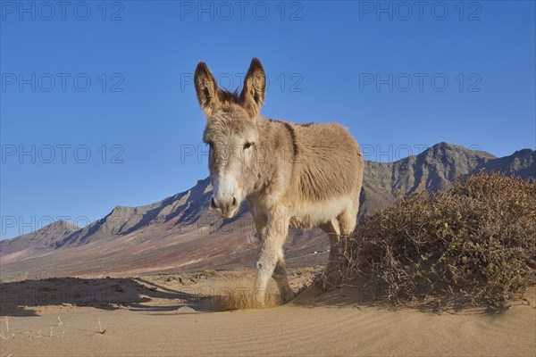 African wild ass (Equus africanus asinus ) at the beach