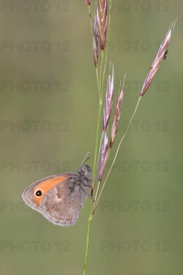 Small heath (Coenonympha pamphilus) sitting on a blade of grass