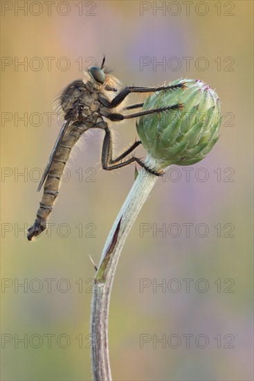Robber fly (Asilidae) sitting on a bud in warm light