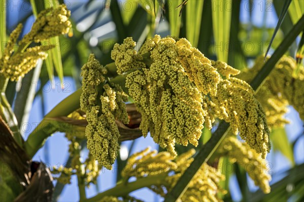 Chusan Palm (Trachycarpus fortunei)