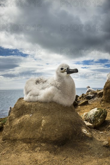 Black-browed Albatross (Thalassarche melanophris) chick on its nest