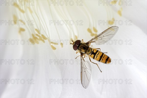 Hoverfly (Syrphidae) sitting on cactus flower (Echinopsis sp.)