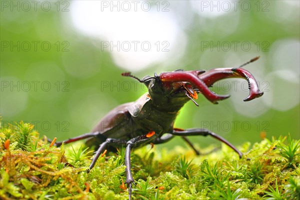 Stag beetle (Lucanus cervus) on a moss cushion