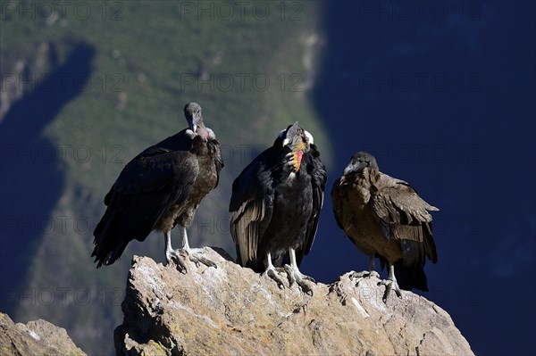 Andean condors (Vultur gryphus) sitting on a rock