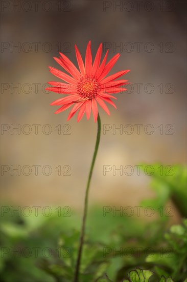 Barberton Daisy (Gerbera) (Gerber daisy jamesonii)