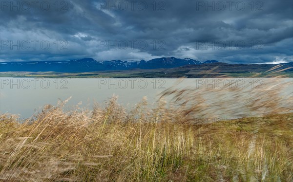 Wind in grasses