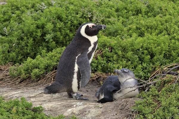 African penguin (Spheniscus demersus)