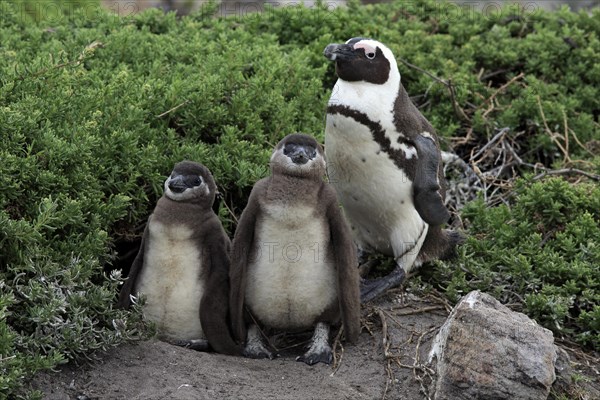 African penguin (Spheniscus demersus)