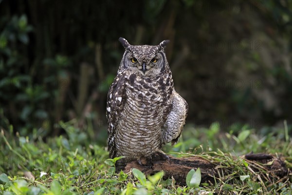 Spotted Eagle-Owl (Bubo africanus)