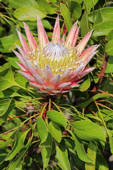 King Protea (Protea cynaroides)