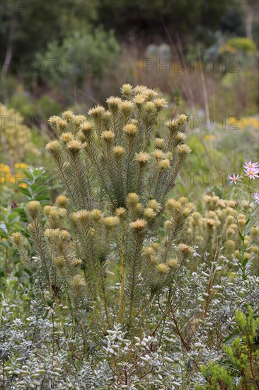Phylica (Phylica pubescens)