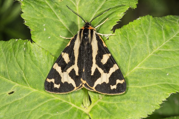 Wood Tiger (Parasemia plantaginis) male sunbathing on a leaf