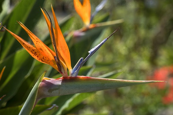 Bird of paradise flower