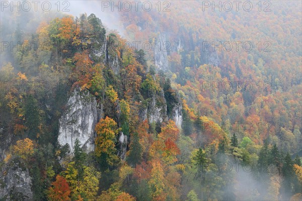 Autumnal beech forest