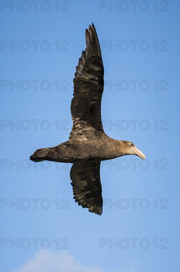 Southern giant petrel (Macronectes giganteus) in flight