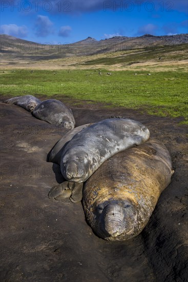 Southern elephant seals (Mirounga leonina)