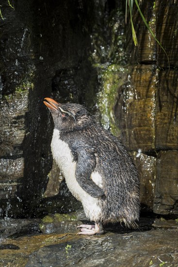 Rockhopper Penguin (Eudyptes chrysocome) cleans its plumage at a fresh water site