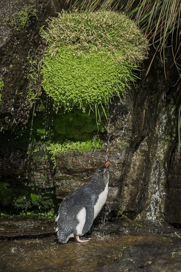 Rockhopper Penguin (Eudyptes chrysocome) cleans its plumage at a fresh water site