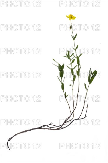 Rock-rose (Helianthemum) on white background